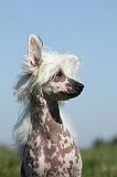 CHIEN NU CHINOIS 135
